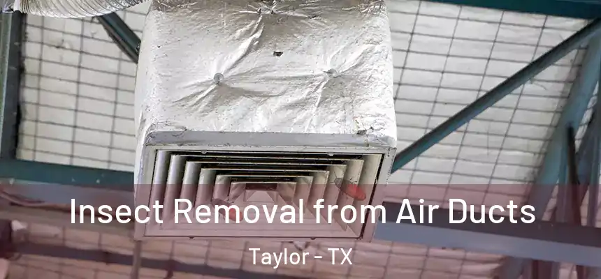  Insect Removal from Air Ducts Taylor - TX